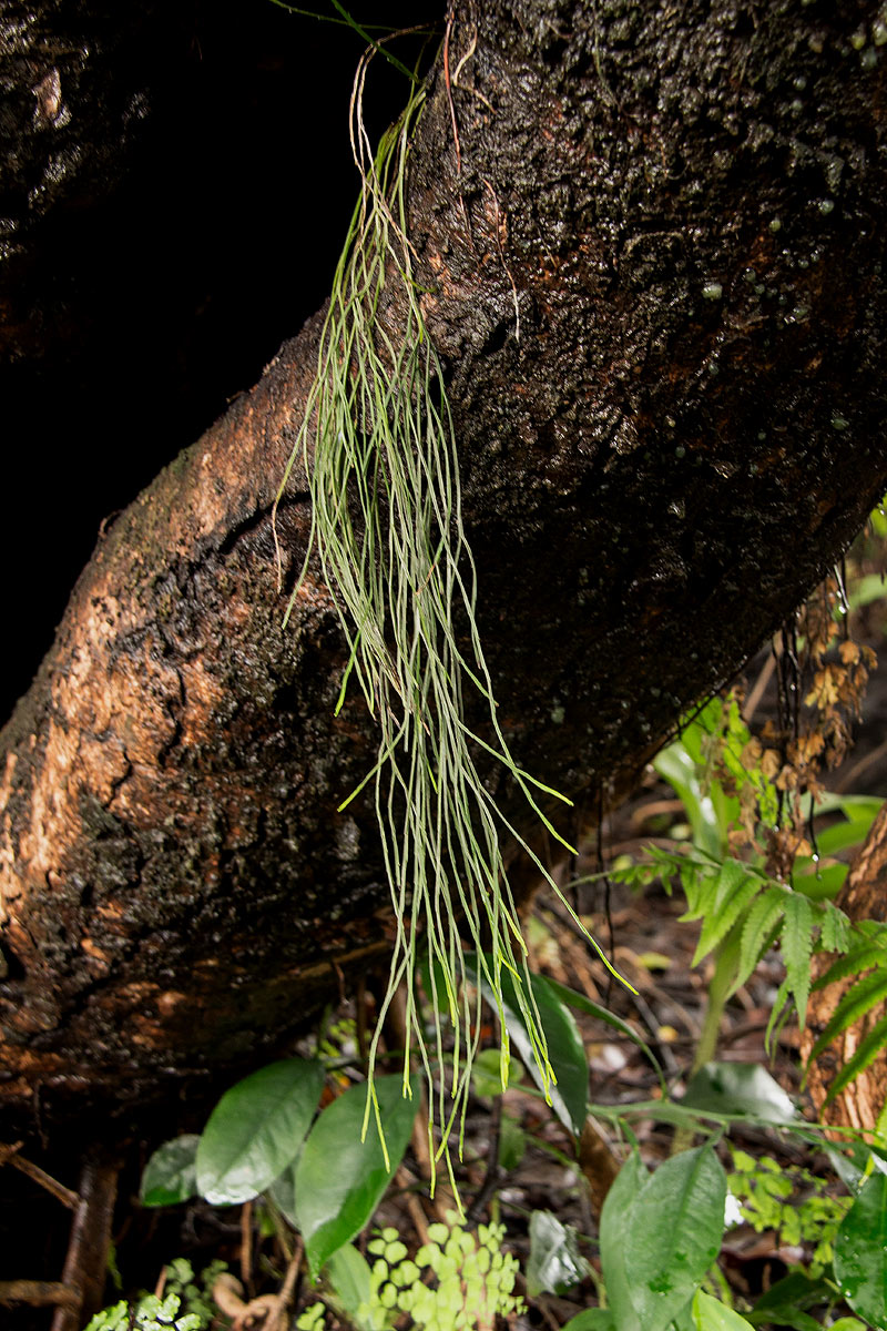 Psilotum nudum Psilotum nudum