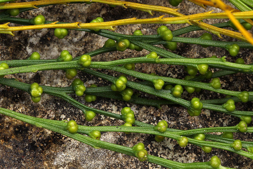 Psilotum nudum Psilotum nudum