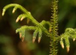 Lycopodiella cernua