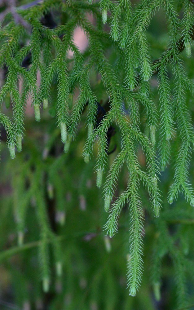 Lycopodiella cernua