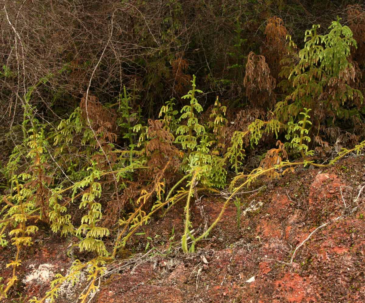 Lycopodiella cernua