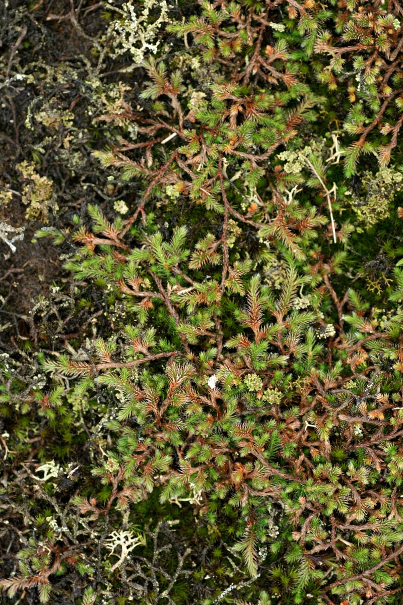 Selaginella dregei Selaginella dregei