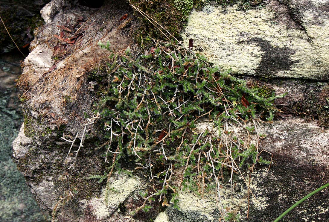 Selaginella dregei