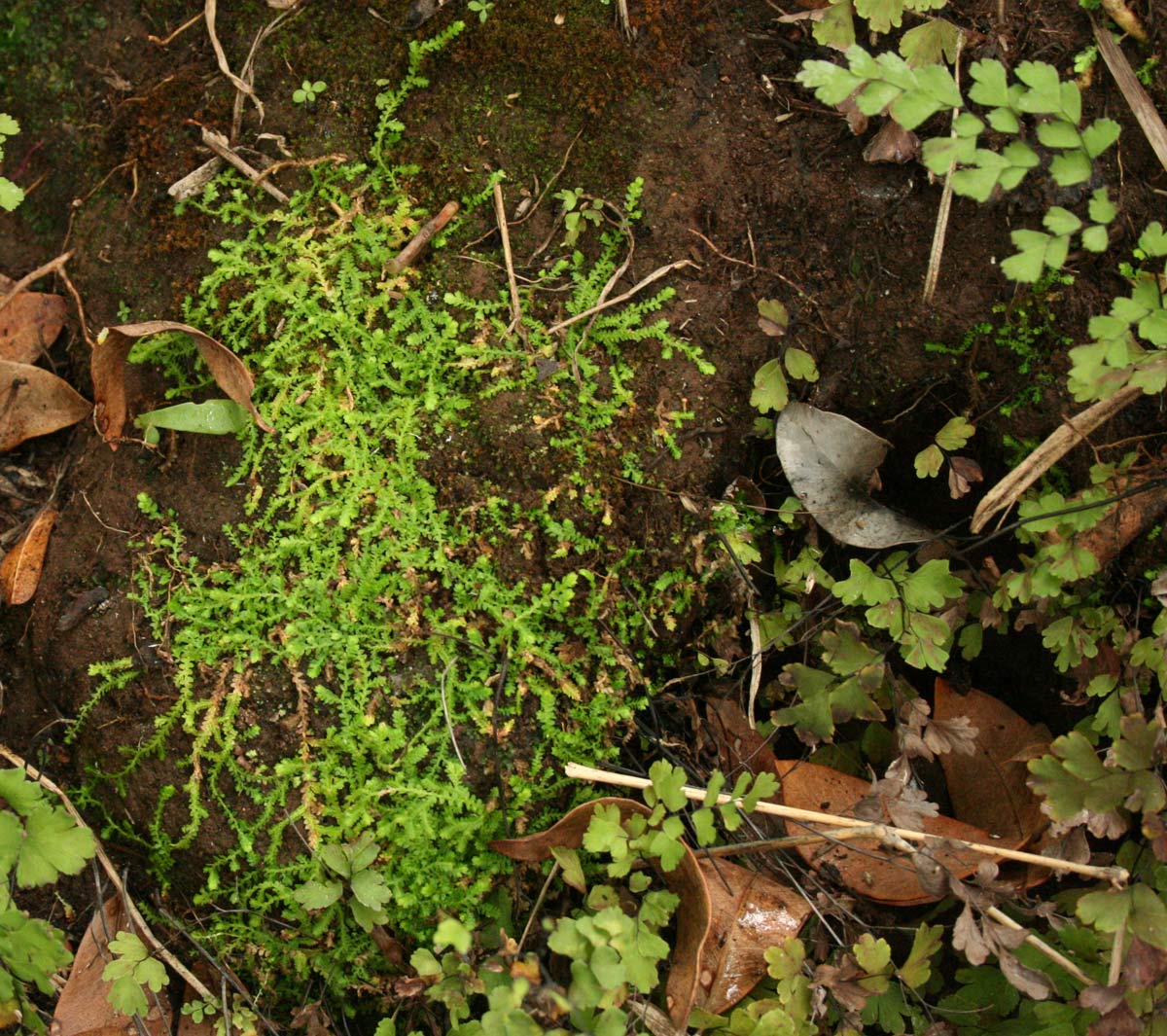 Selaginella mittenii Selaginella mittenii