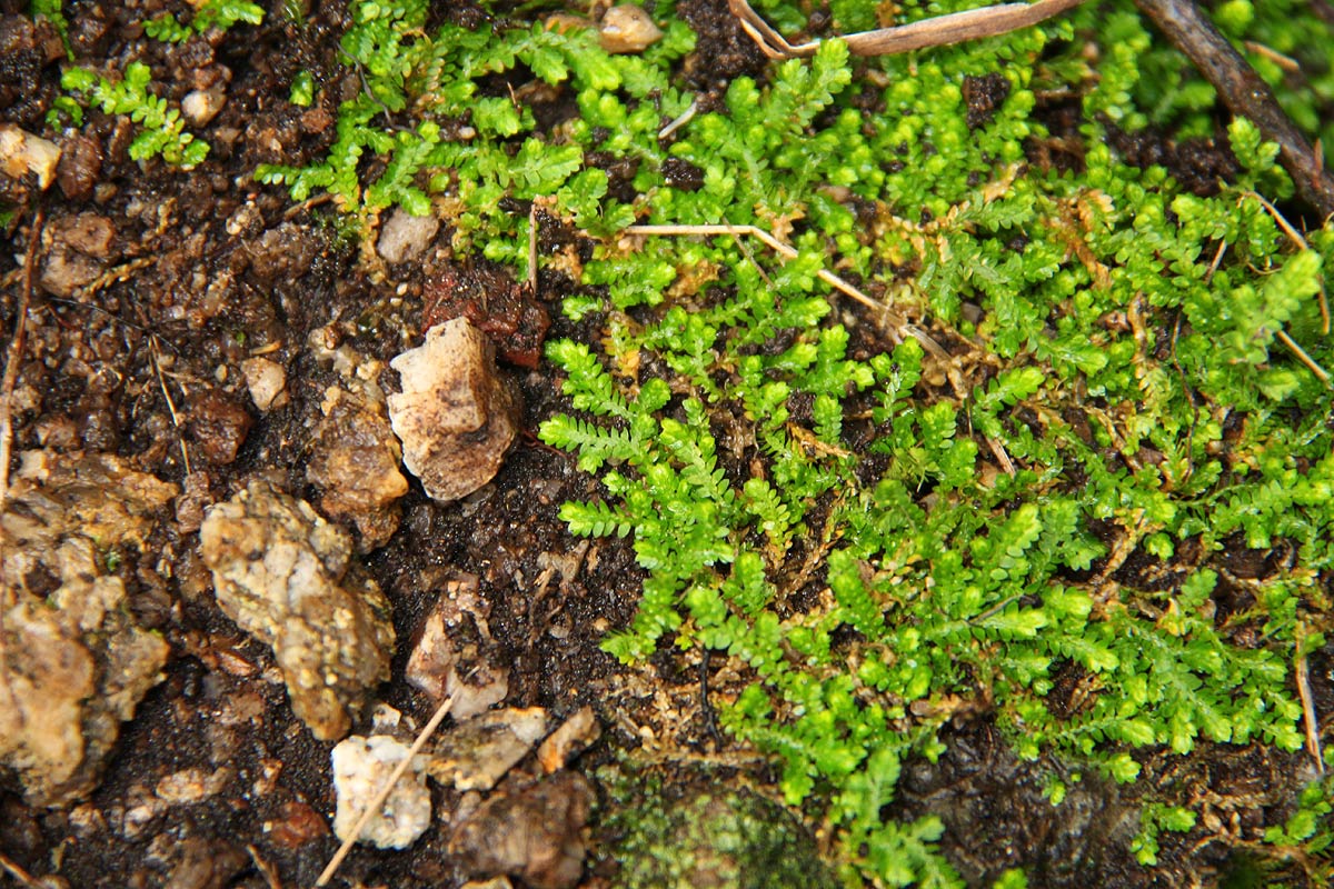 Selaginella mittenii Selaginella mittenii