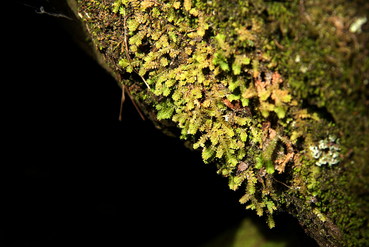 Selaginella mittenii Selaginella mittenii
