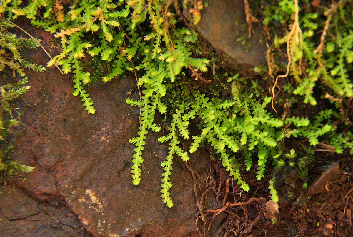 Selaginella mittenii Selaginella mittenii