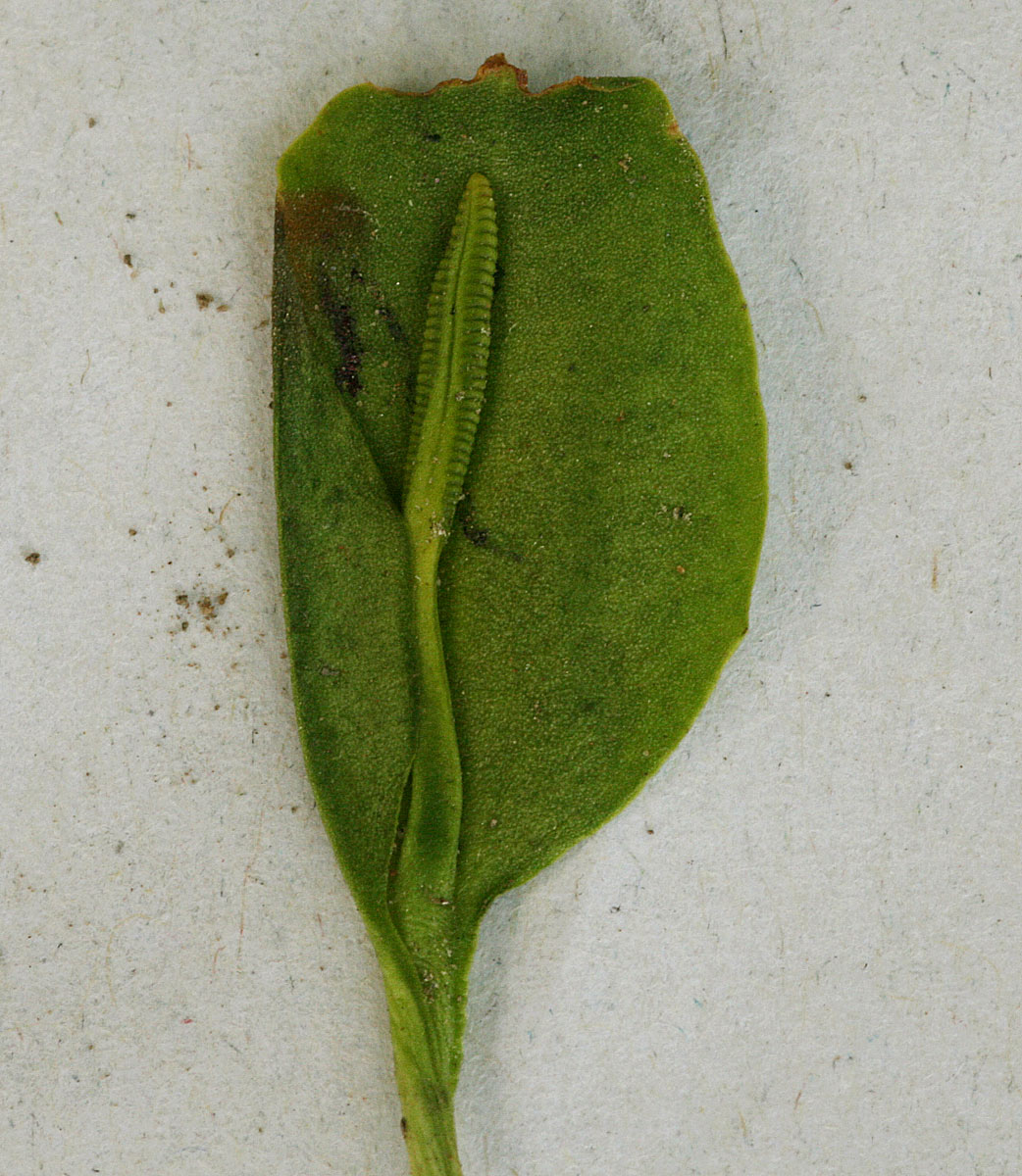 Ophioglossum costatum Ophioglossum costatum