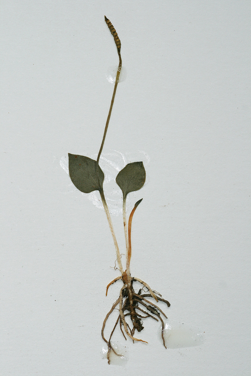 Ophioglossum latifolium Ophioglossum latifolium