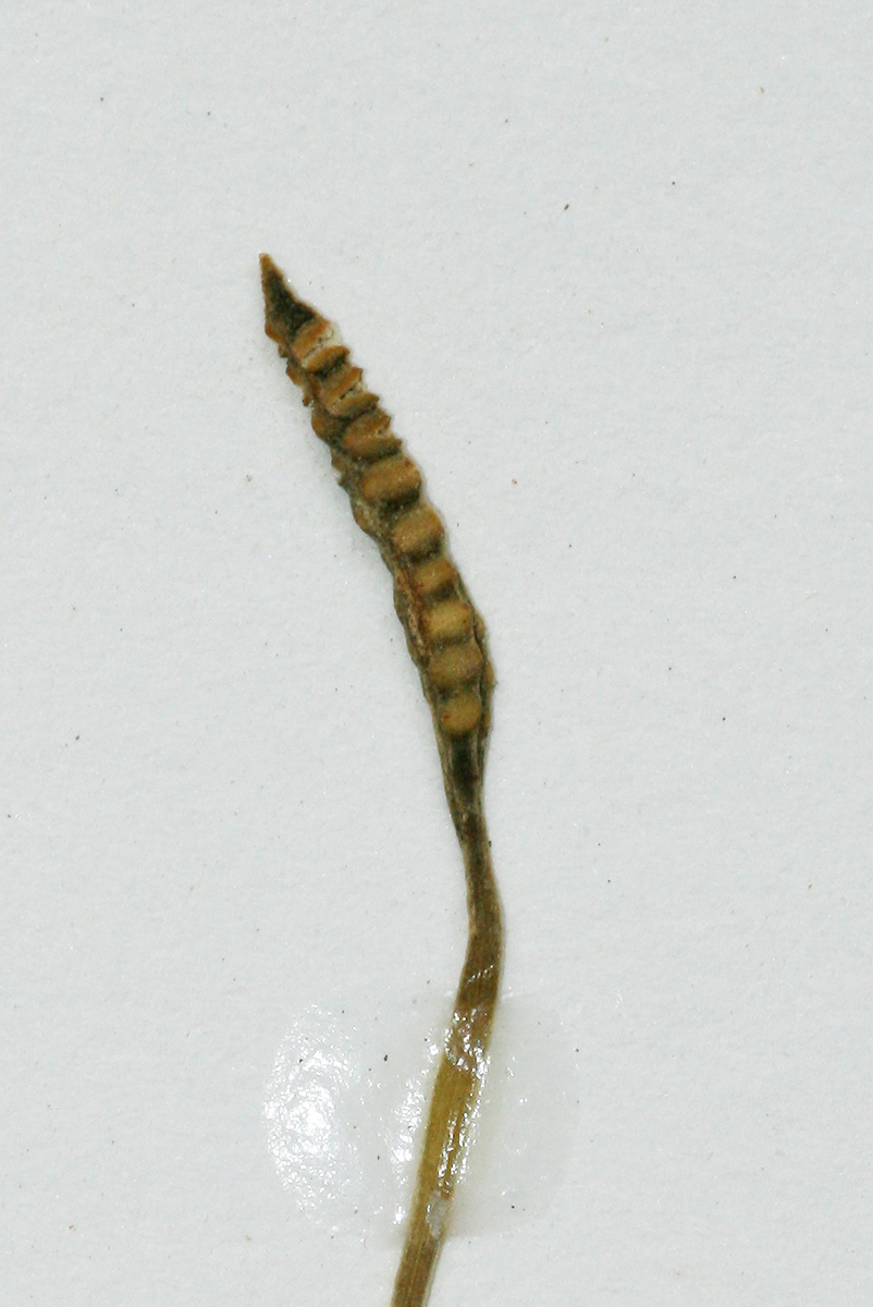 Ophioglossum latifolium Ophioglossum latifolium