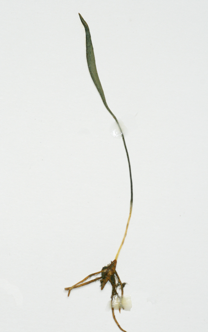Ophioglossum lusoafricanum Ophioglossum lusoafricanum