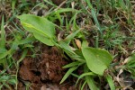 Ophioglossum reticulatum