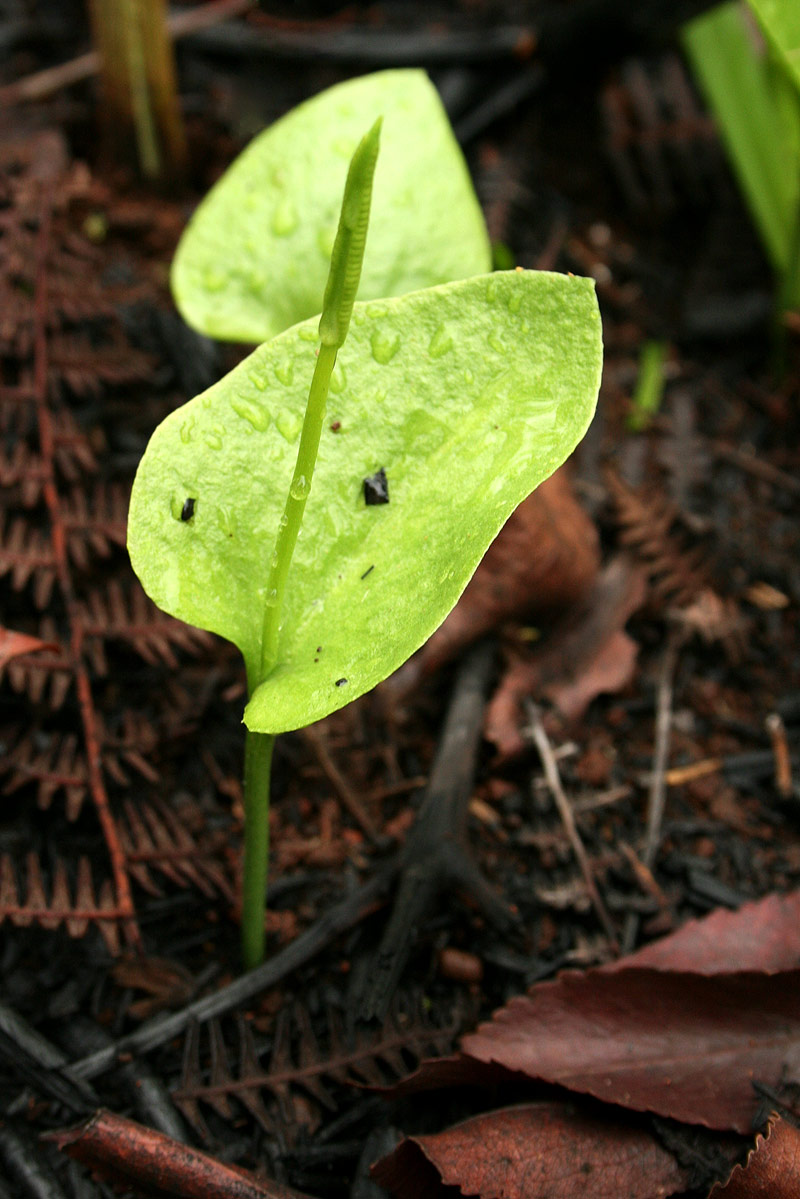Ophioglossum reticulatum Ophioglossum reticulatum