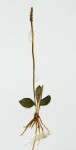 Ophioglossum rubellum