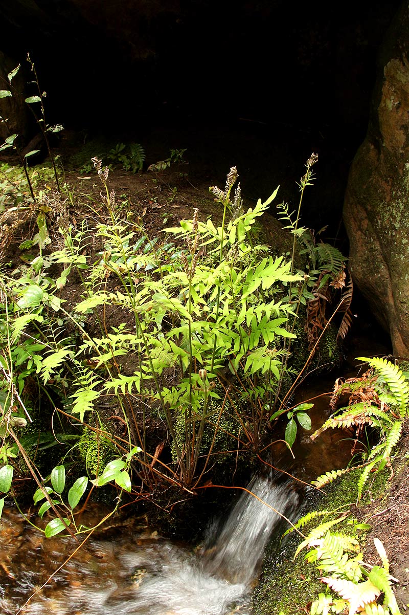 Osmunda regalis Osmunda regalis