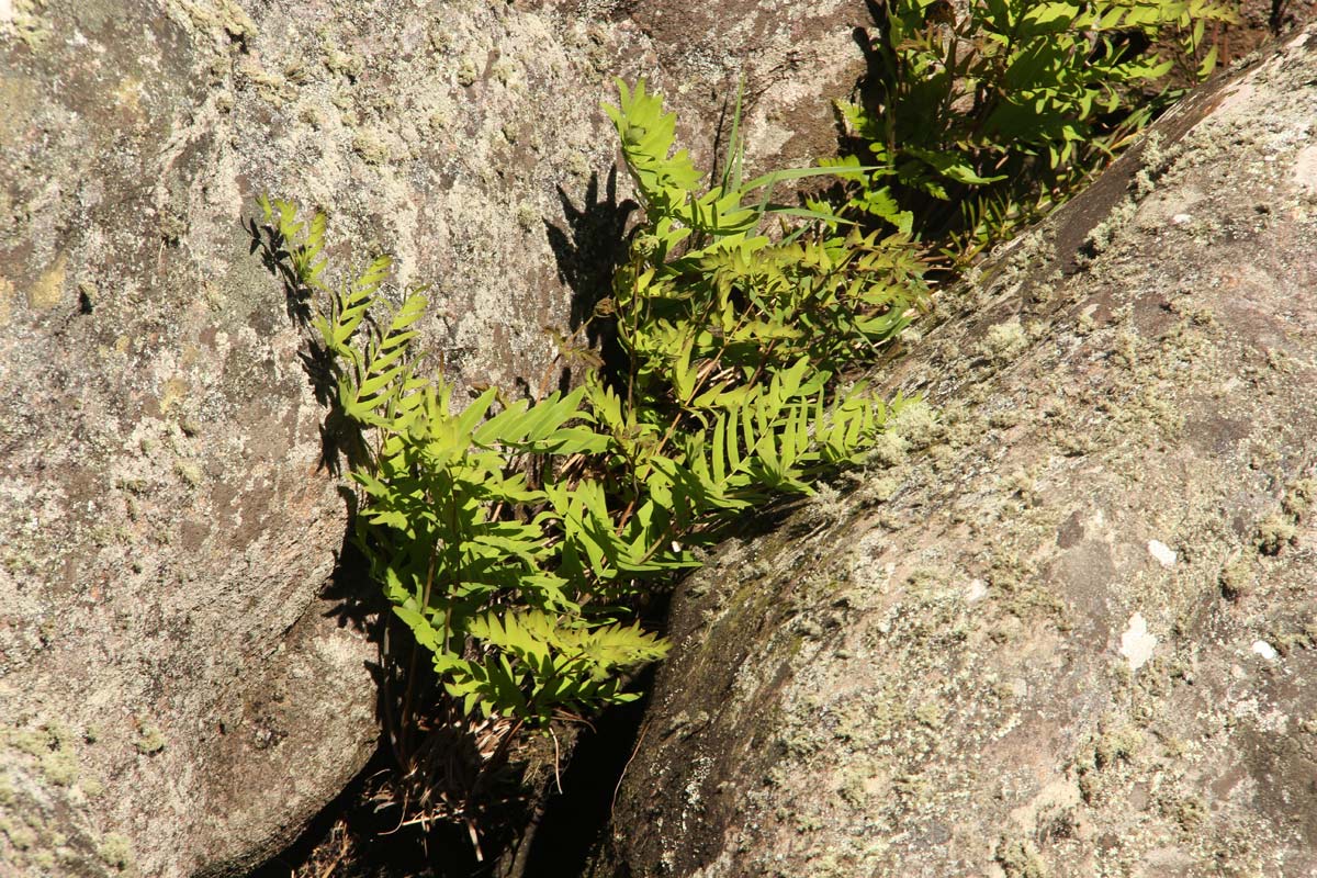 Osmunda regalis Osmunda regalis