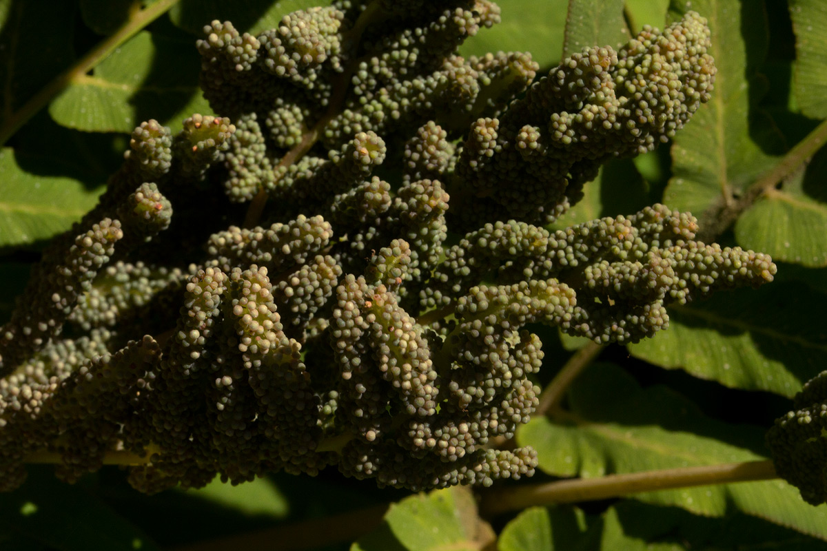Osmunda regalis Osmunda regalis