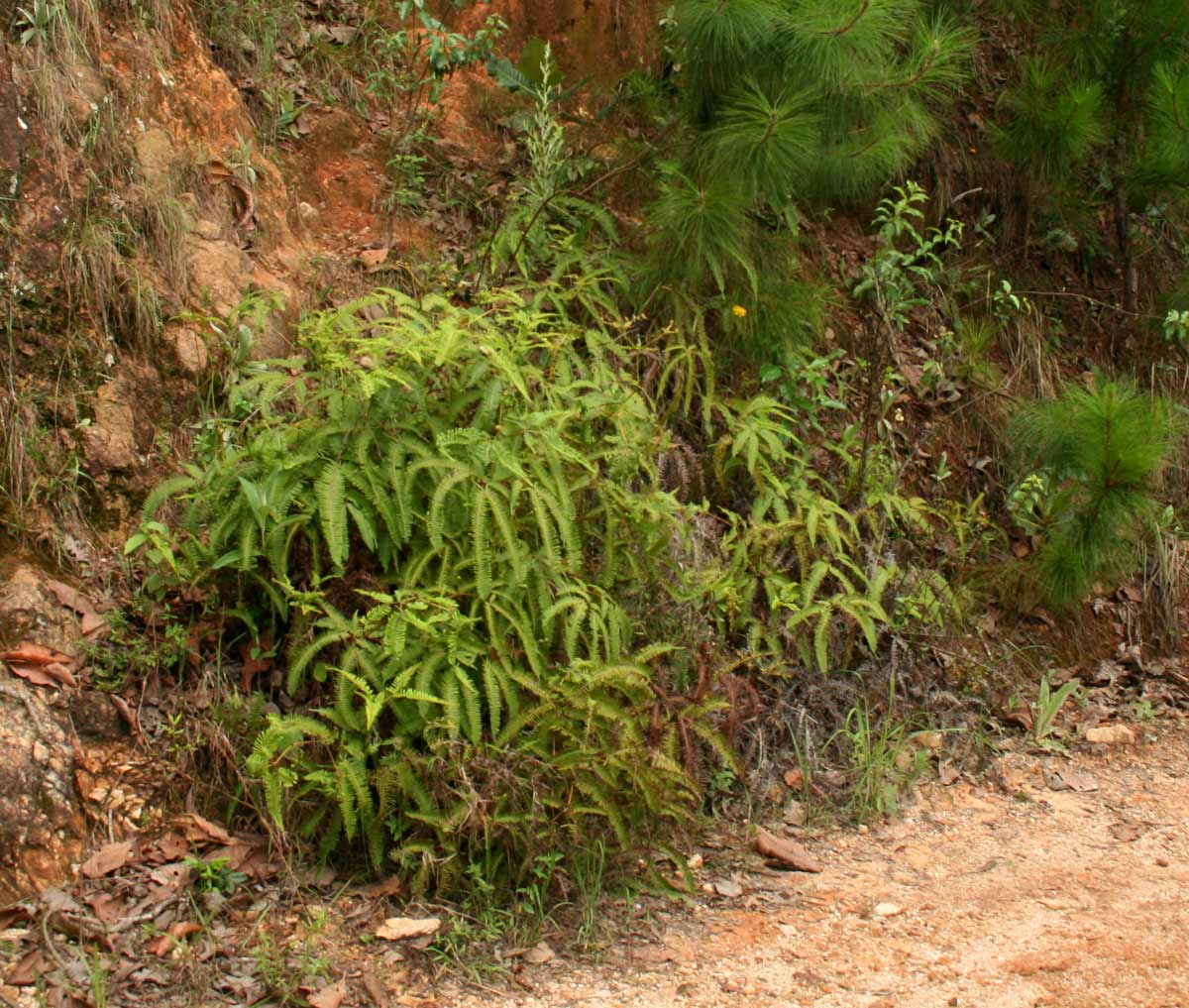 Dicranopteris linearis Dicranopteris linearis