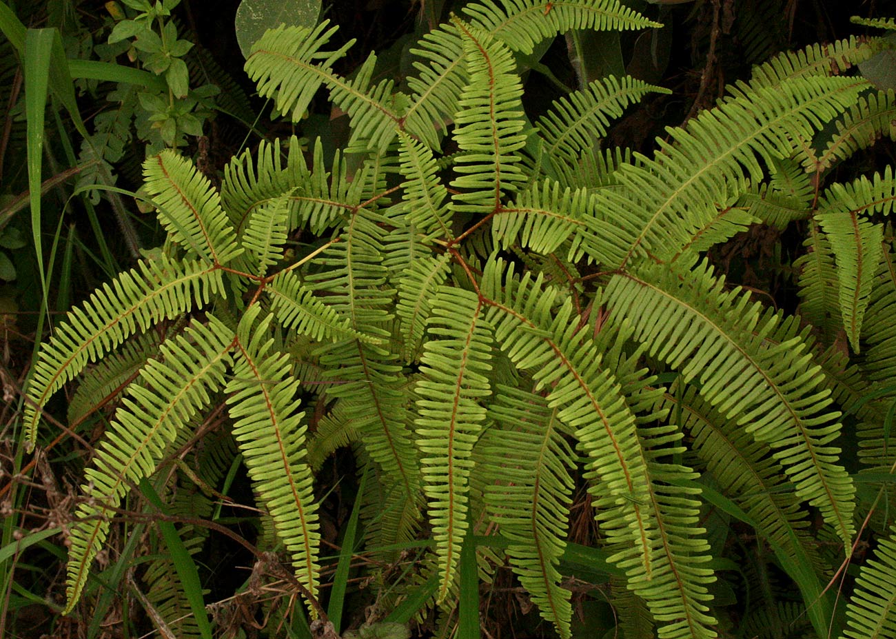 Dicranopteris linearis Dicranopteris linearis
