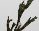 Crepidomanes melanotrichum