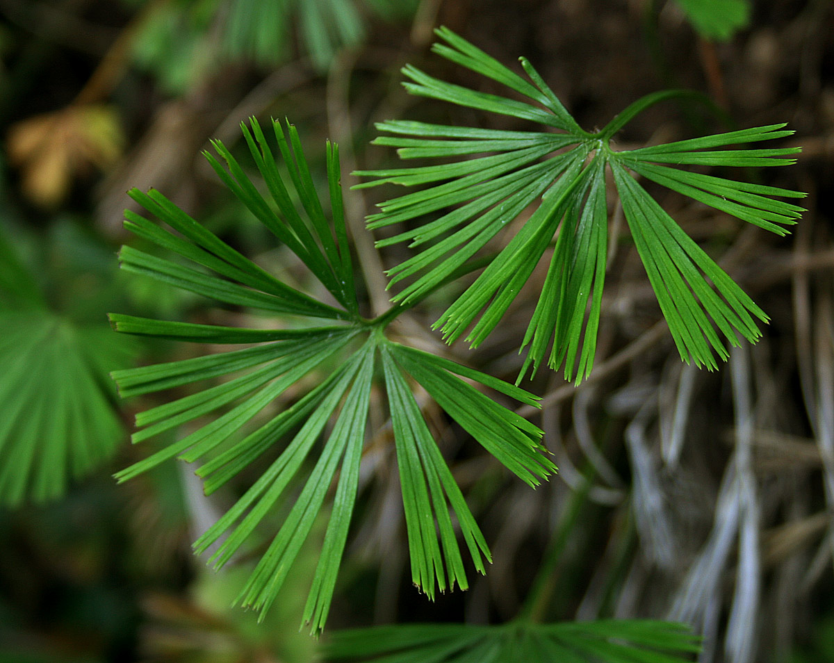Actiniopteris radiata Actiniopteris radiata