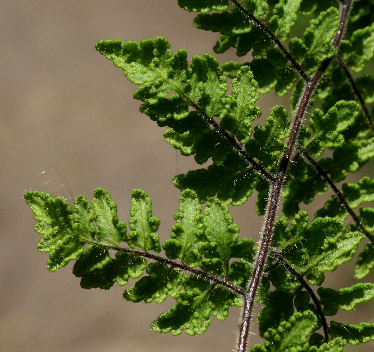 Cheilanthes hirta Cheilanthes hirta
