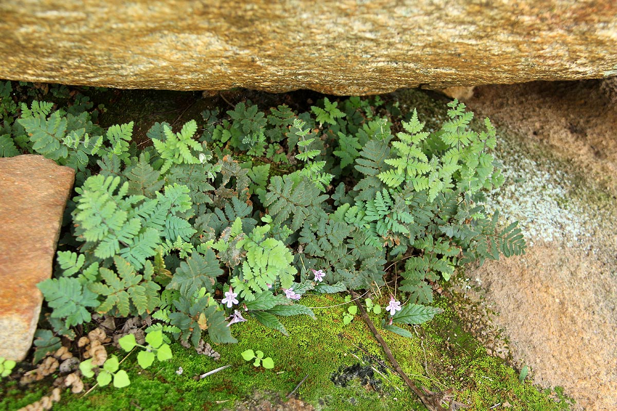Cheilanthes inaequalis Cheilanthes inaequalis