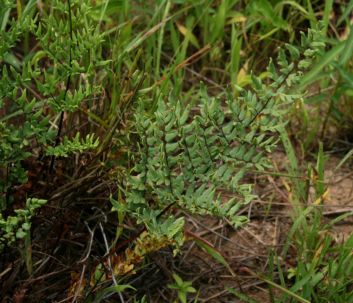 Cheilanthes viridis var. glauca Cheilanthes viridis var. glauca