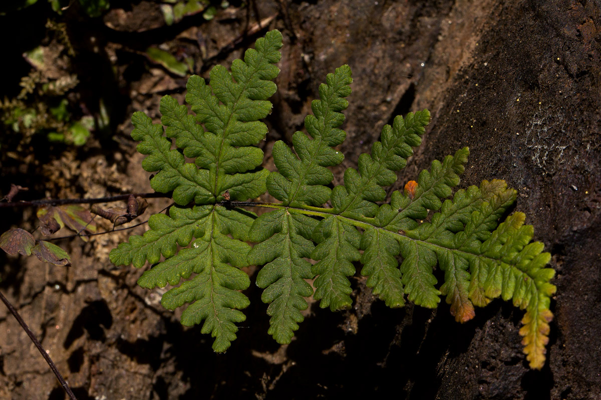 Aleuritopteris farinosa Aleuritopteris farinosa
