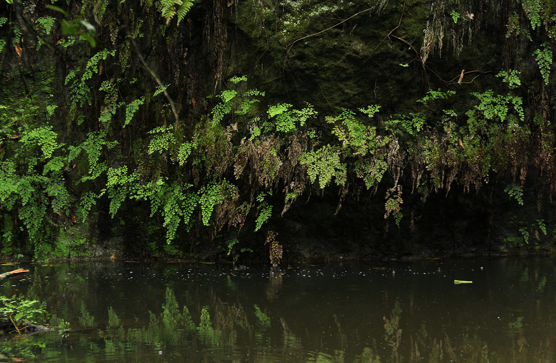 Adiantum capillus-veneris Adiantum capillus-veneris