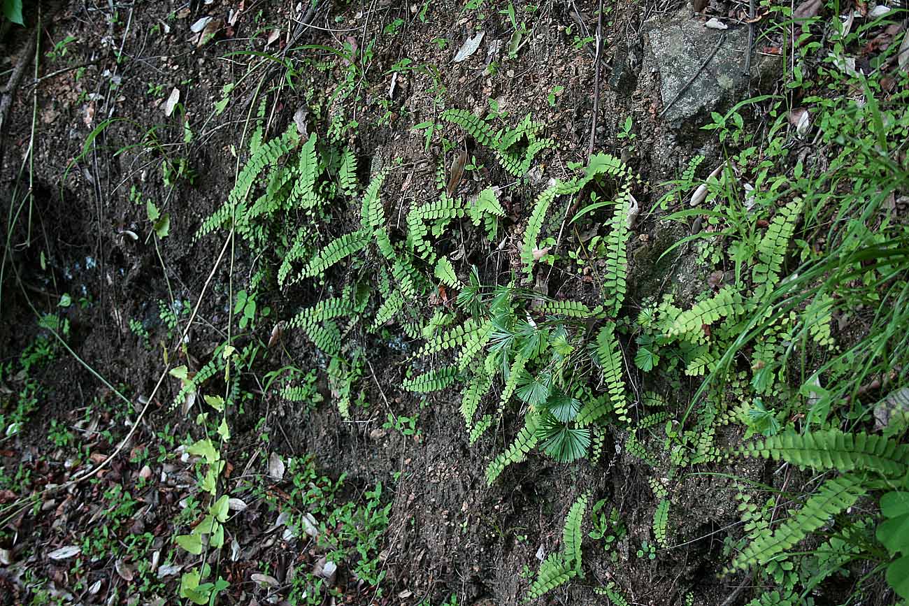 Adiantum incisum Adiantum incisum