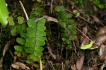 Adiantum incisum
