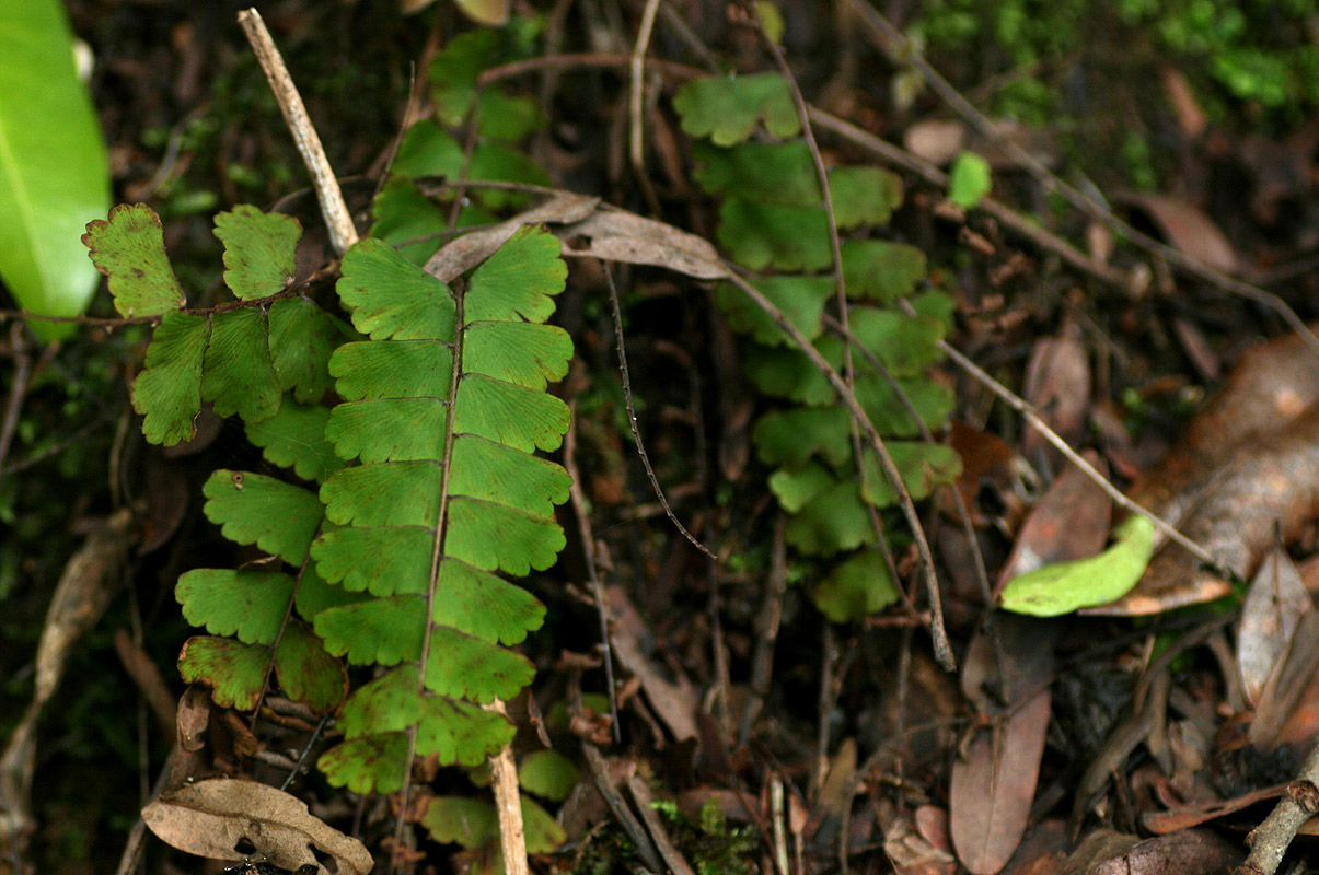 Adiantum incisum Adiantum incisum