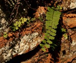 Adiantum incisum