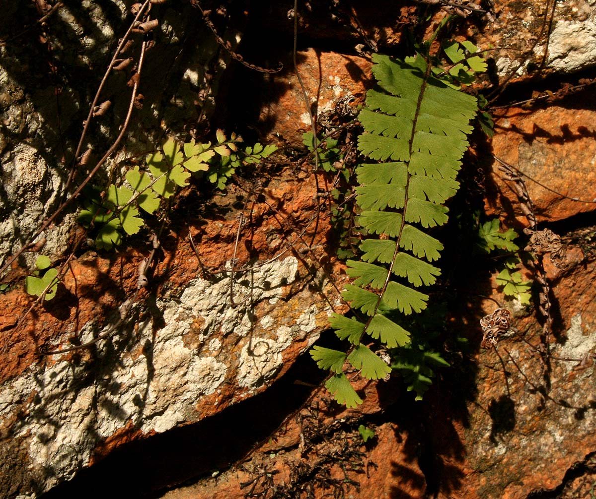 Adiantum incisum Adiantum incisum