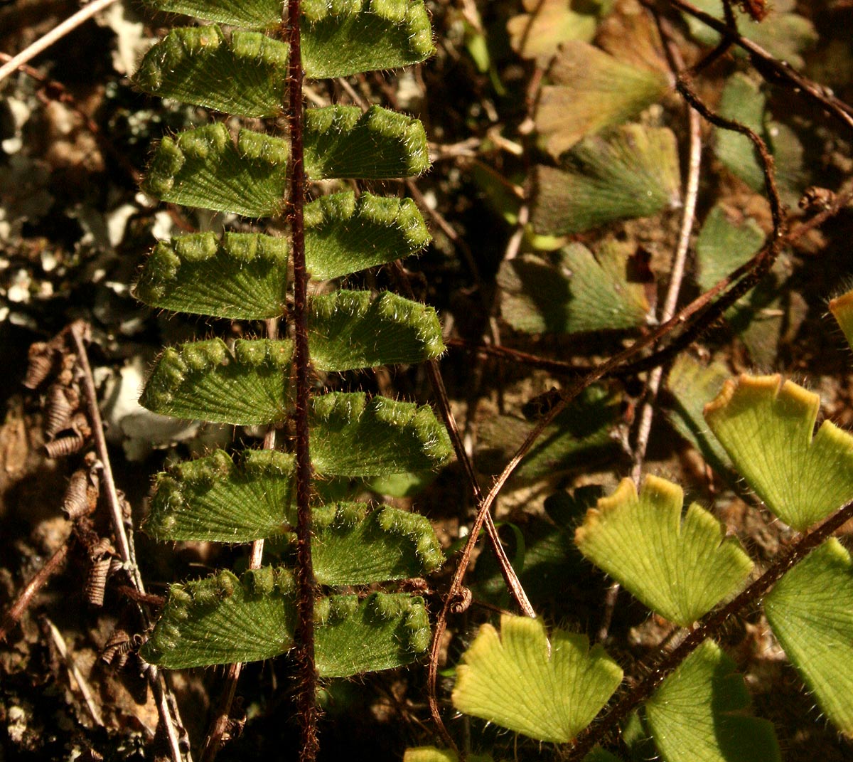 Adiantum incisum Adiantum incisum