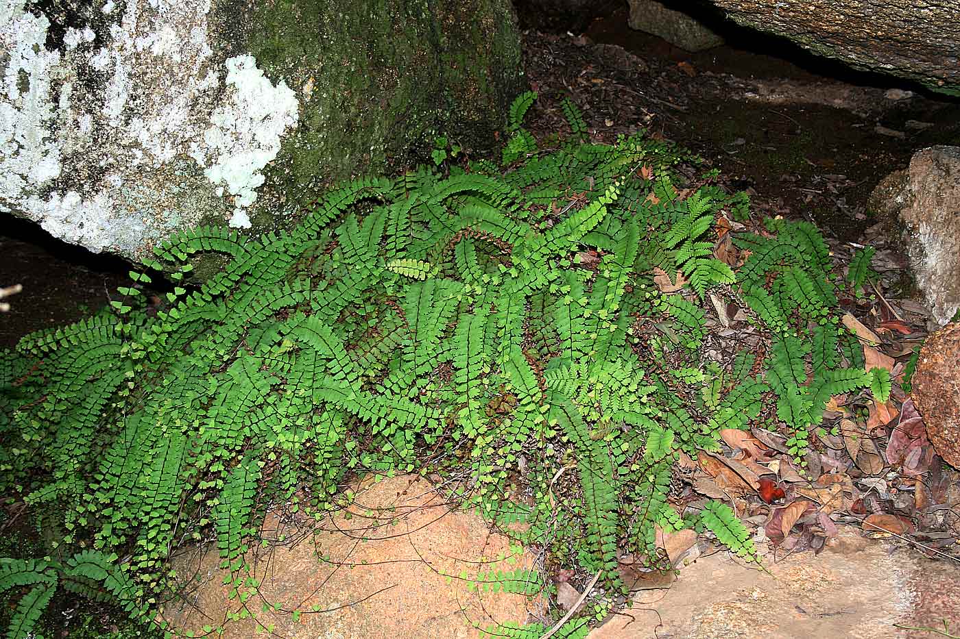 Adiantum incisum