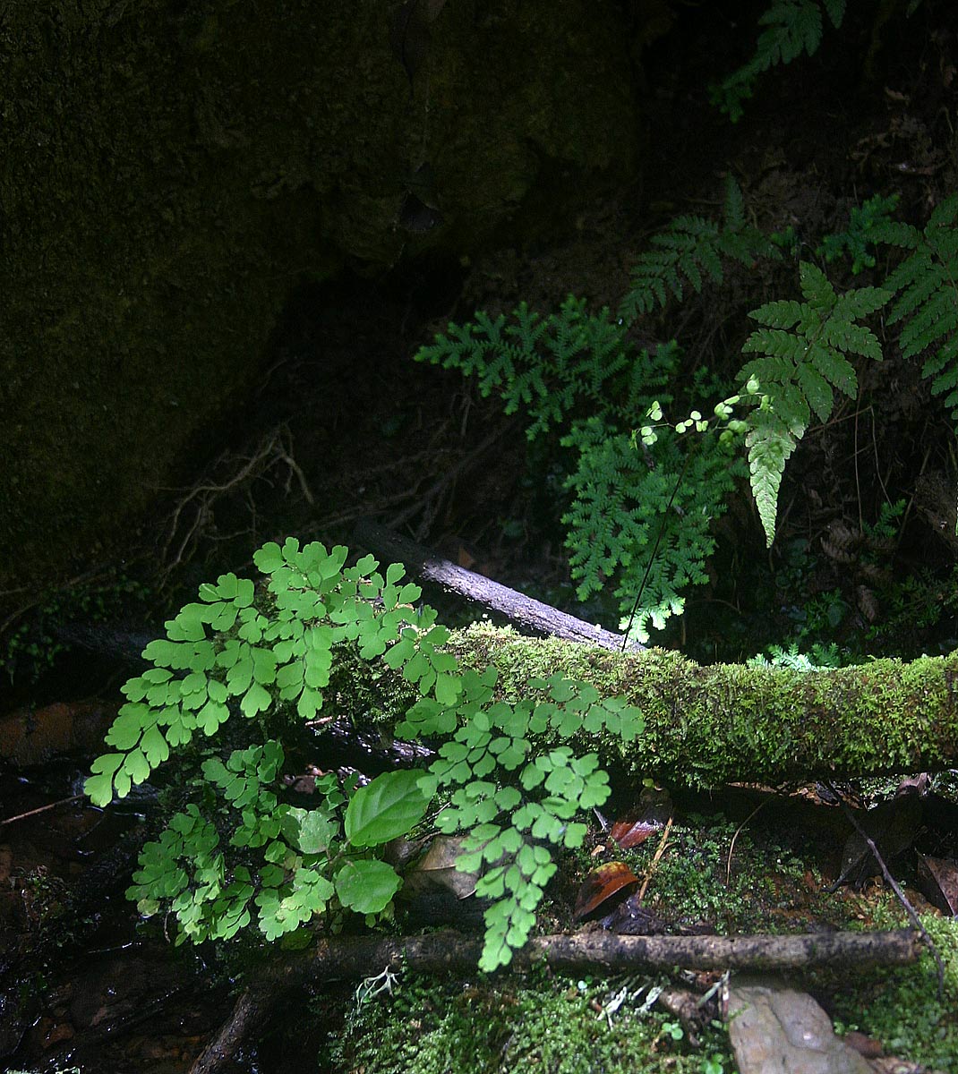 Adiantum poiretii Adiantum poiretii
