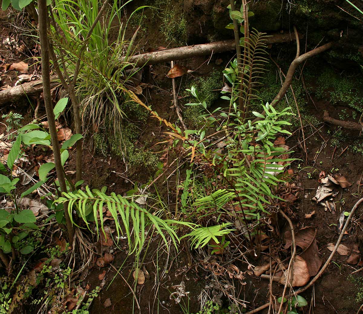 Pteris vittata Pteris vittata