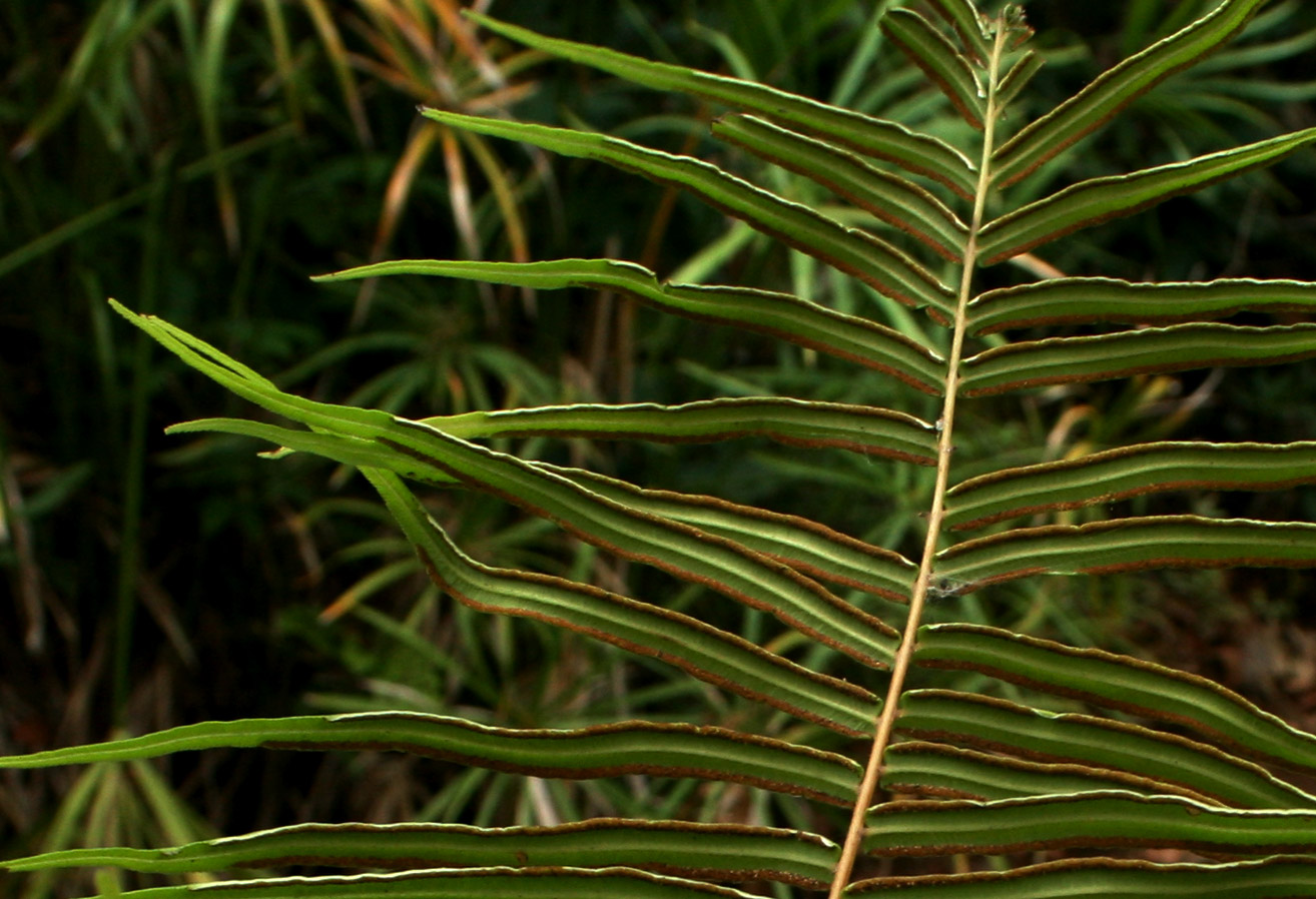Pteris vittata Pteris vittata