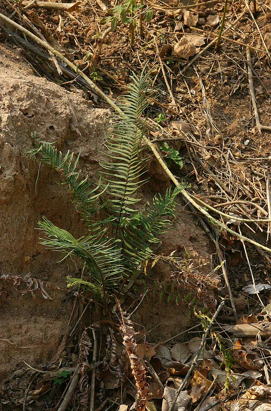 Pteris vittata Pteris vittata