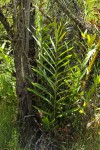 Acrostichum aureum