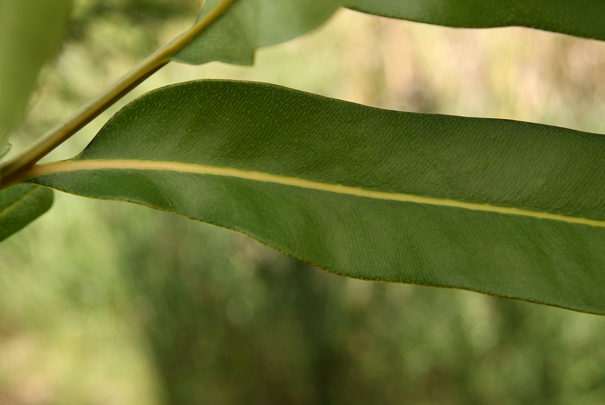 Acrostichum aureum Acrostichum aureum