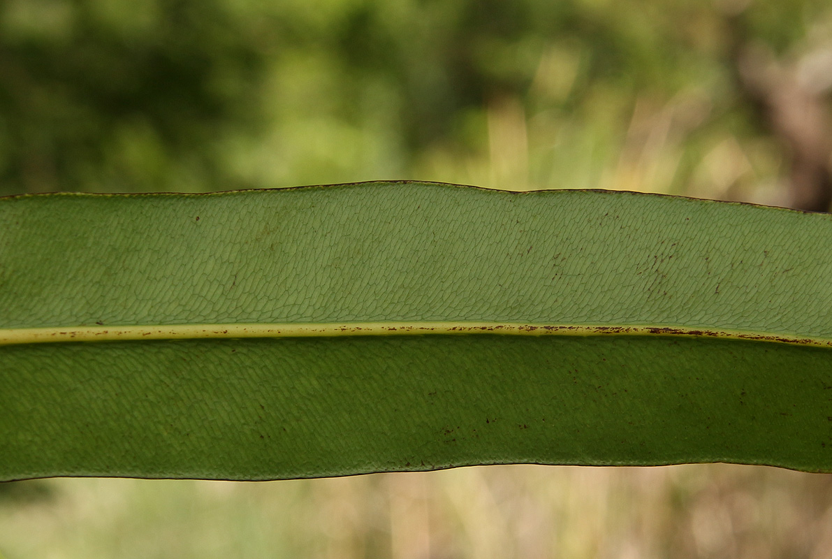 Acrostichum aureum Acrostichum aureum