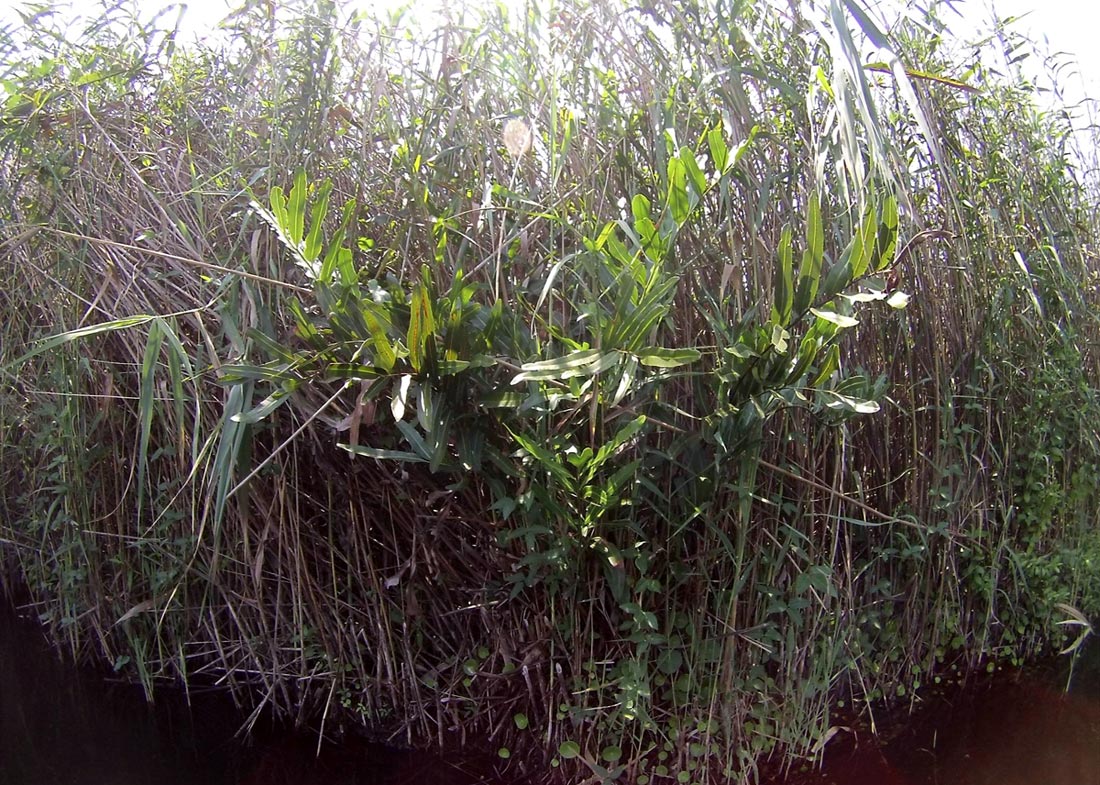 Acrostichum aureum Acrostichum aureum