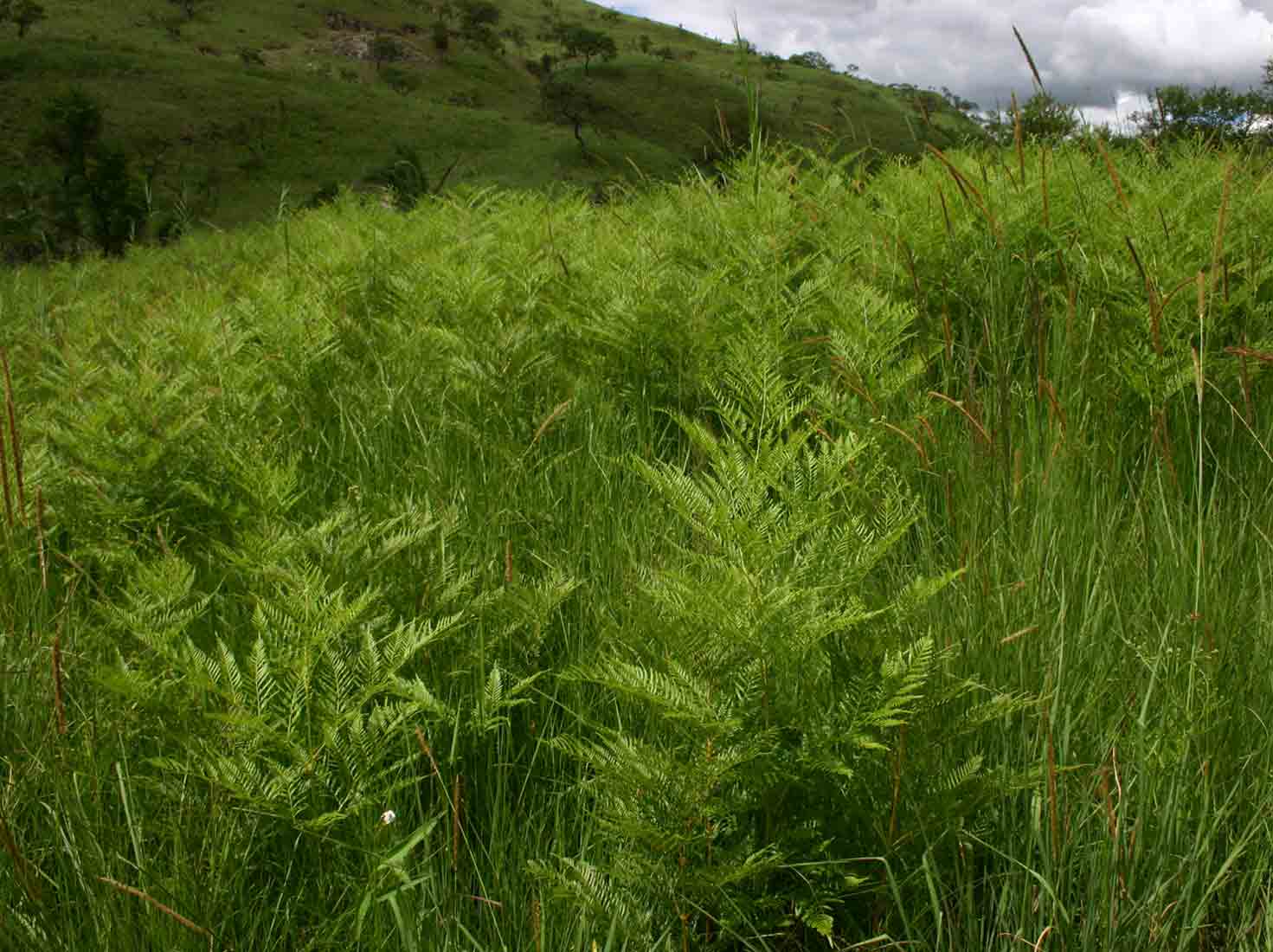 Pteridium aquilinum subsp. centrali-africanum Pteridium aquilinum subsp. centrali-africanum