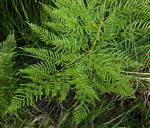 Pteridium aquilinum subsp. centrali-africanum