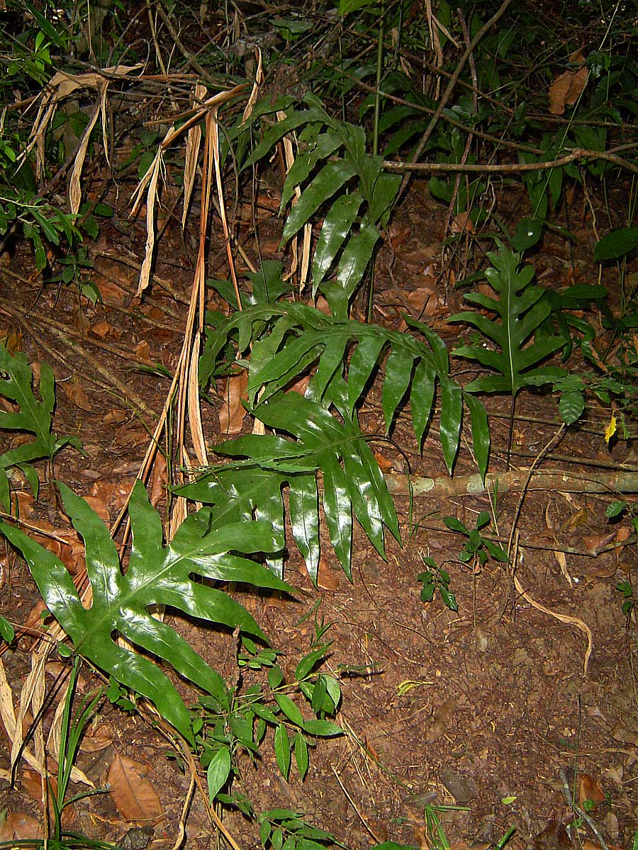 Microsorum scolopendria Microsorum scolopendria