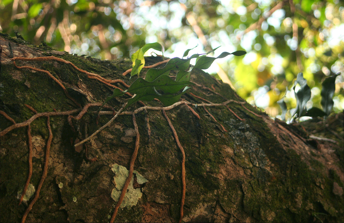 Microgramma mauritiana Microgramma mauritiana
