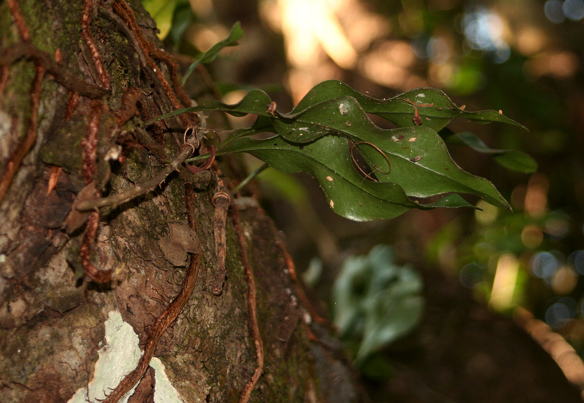Microgramma mauritiana